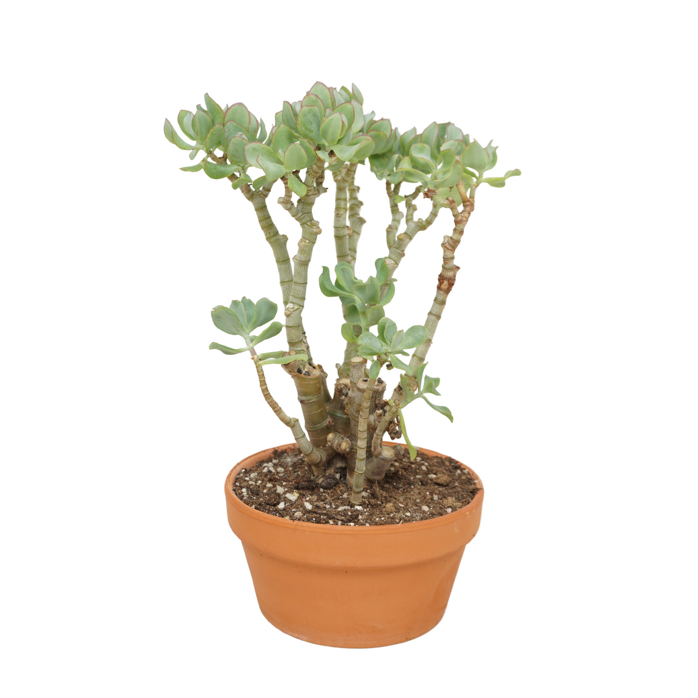 Planta naturala Ball H30cm Crassula arborescens subsp. undilatifolia 'Curly' PS20/ in pamant