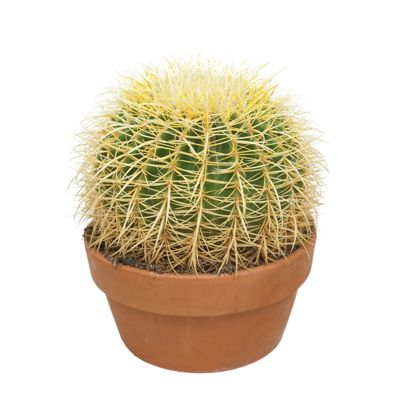 Planta naturala Ball H45cm Echinocactus grusonii PS32/ in pamant
