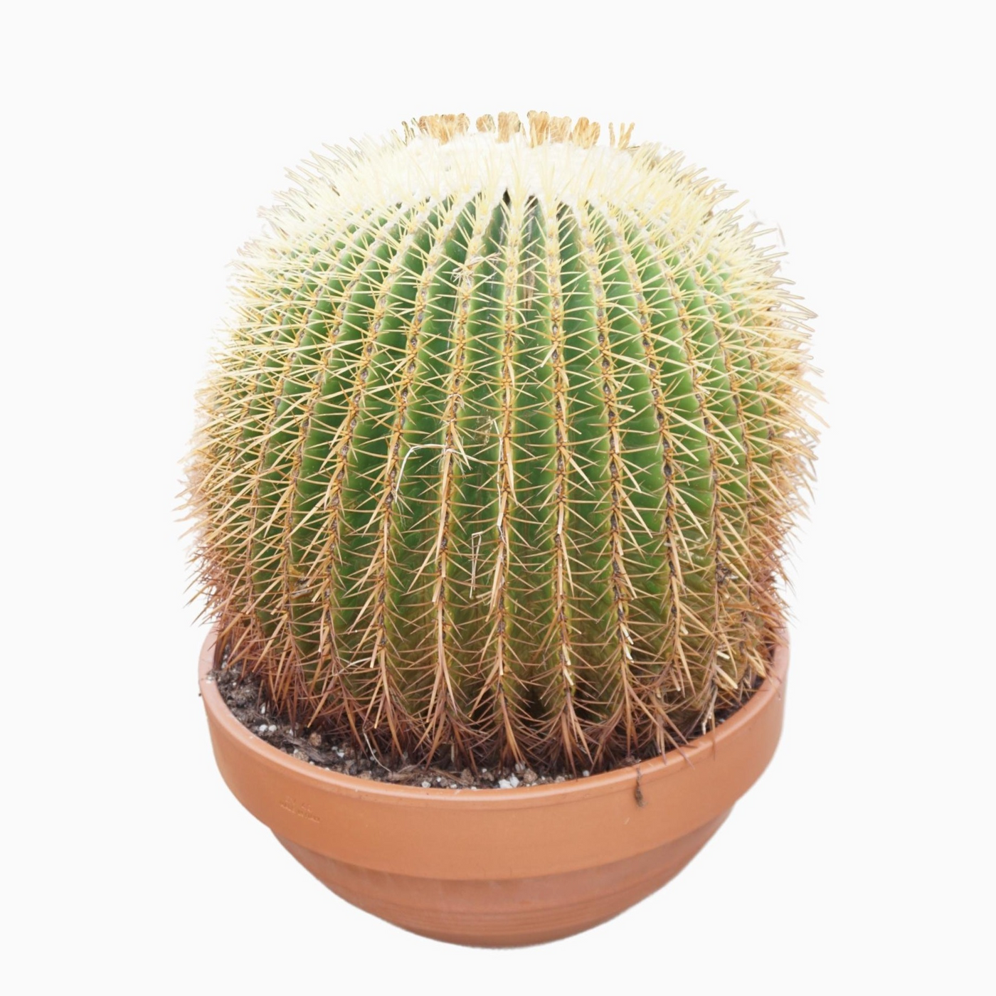 Planta naturala Ball H45cm Echinocactus grusonii PS45/ in pamant