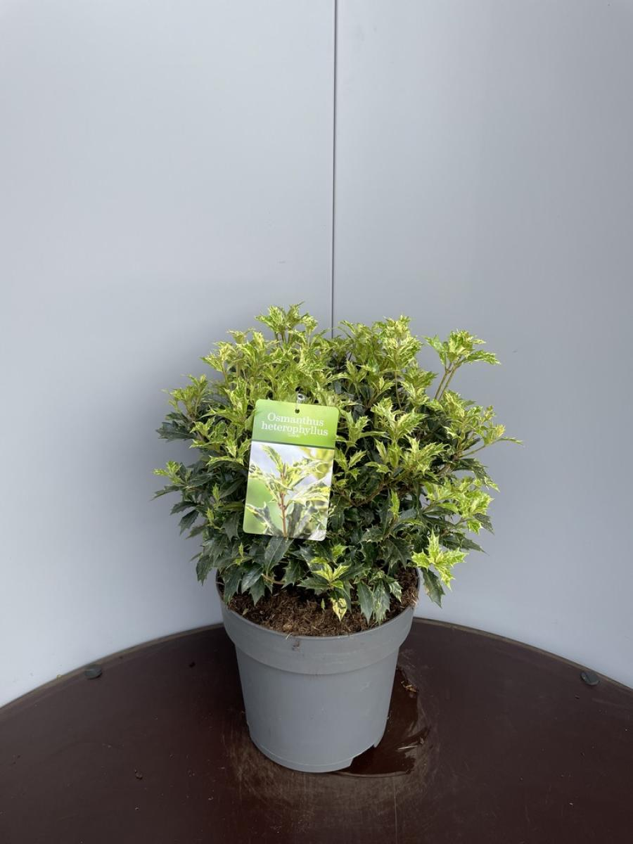 Planta naturala Ball H50cm Osmanthus heterophyllus 'Goshiki' PS28/ in pamant