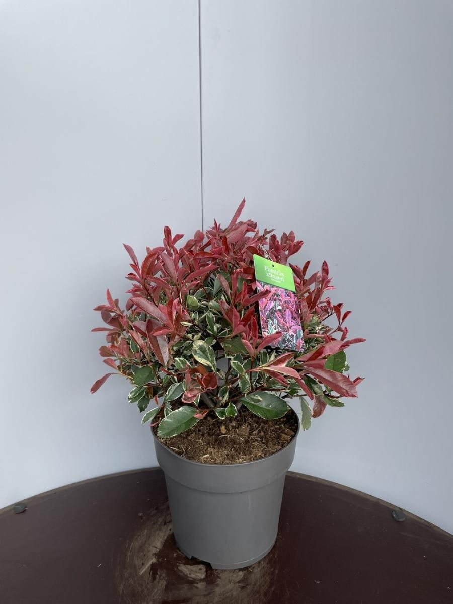 Planta naturala Ball H50cm Photinia x fraseri Pink Marble PS29/ in pamant