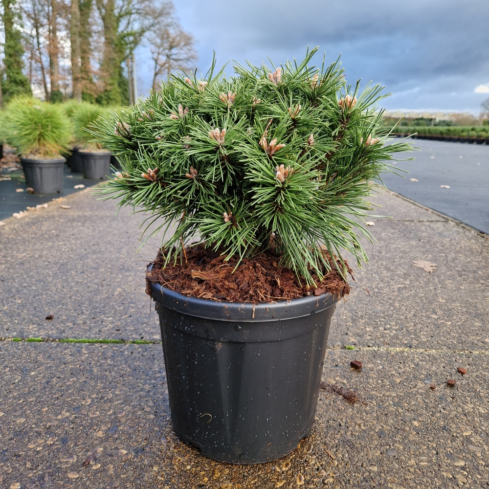 Planta naturala Ball H50cm Pinus mugo Benjamin PS26/ in pamant