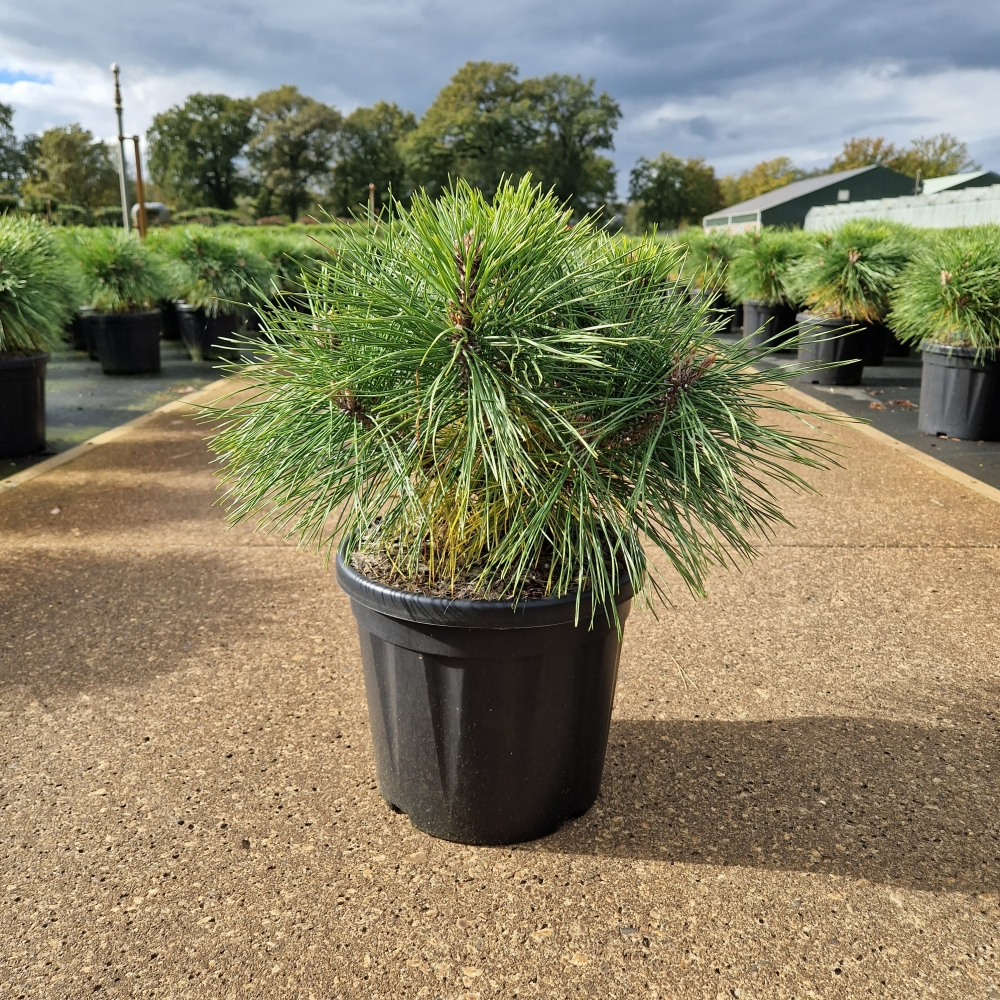 Planta naturala Ball H50cm Pinus nigra Brepo  PS26/ in pamant
