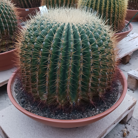 Planta naturala Ball H55cm Echinocactus grusonii PS60/ in pamant