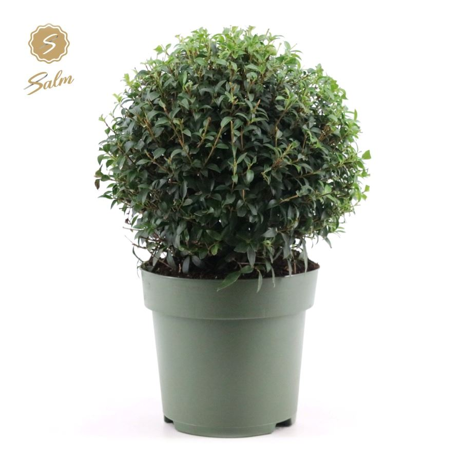 Planta naturala Ball H60cm Osmanthus x burkwoodii PS27/ in pamant