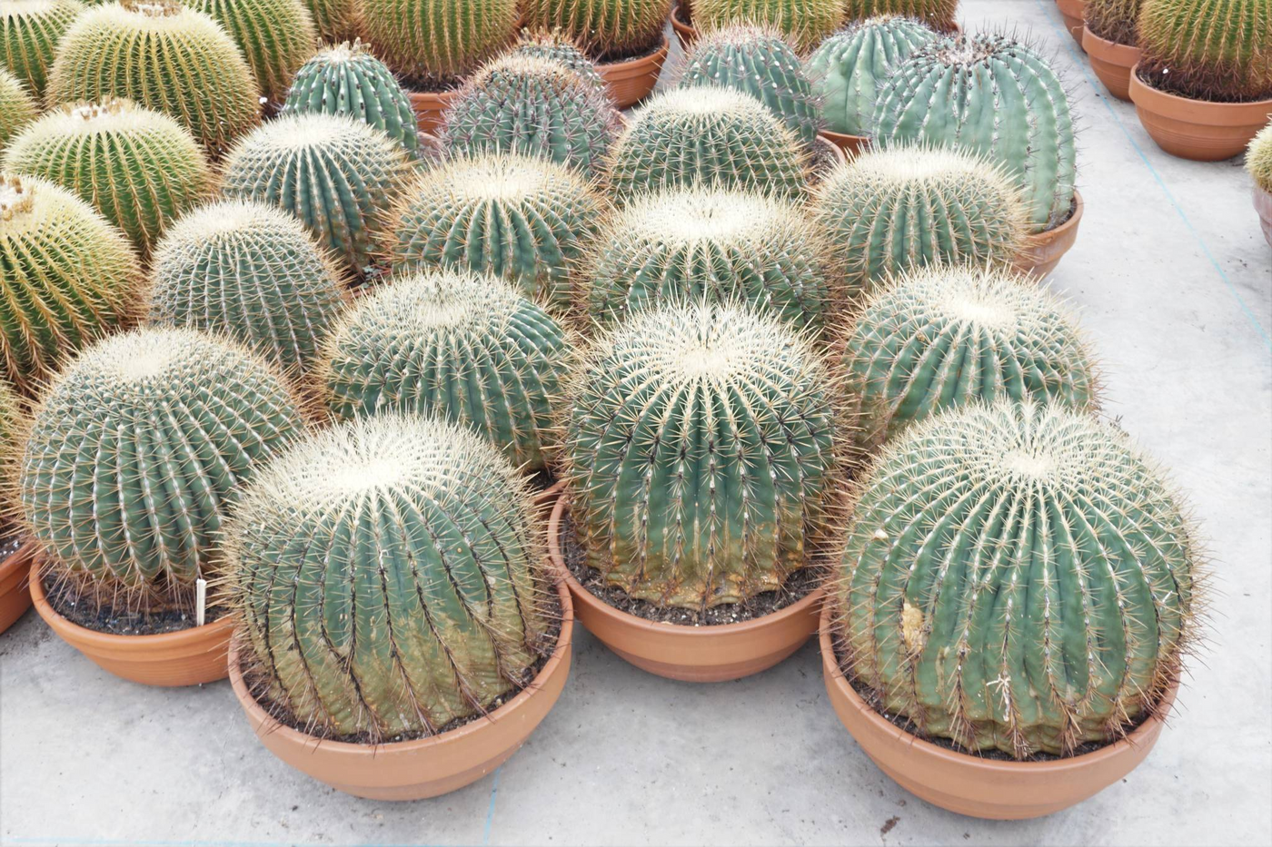 Planta naturala Ball H65cm Ferocactus PS50/ in pamant