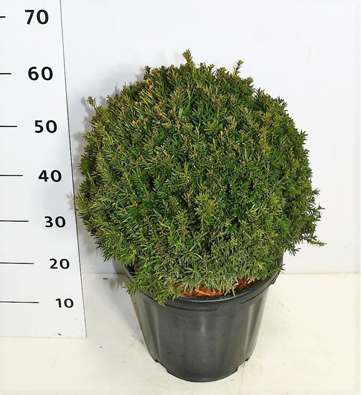 Planta naturala Ball H65cm Taxus x media 'Hillii' PS32/ in pamant