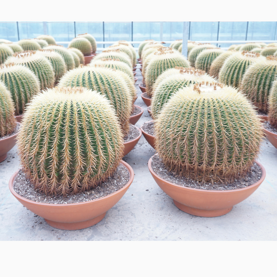 Planta naturala Ball H70cm Echinocactus grusonii PS60/ in pamant