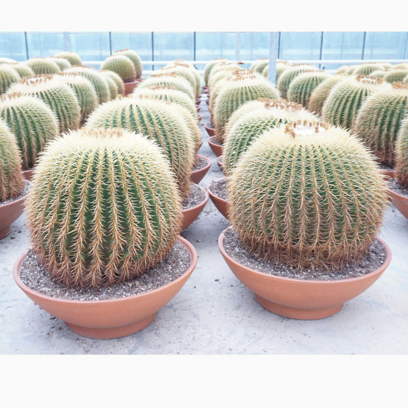 Planta naturala Ball H70cm Echinocactus grusonii PS60/ in pamant