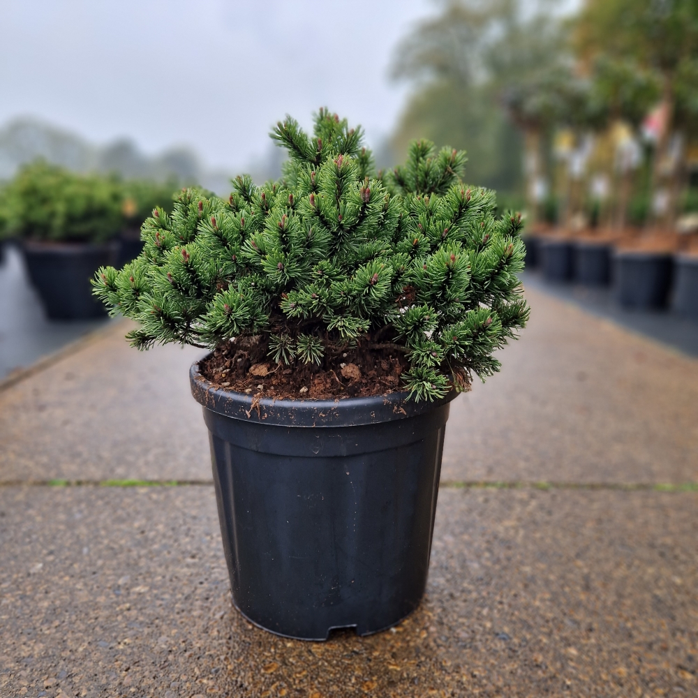 Planta naturala Ball H70cm Pinus mugo Pumuckel PS32/ in pamant