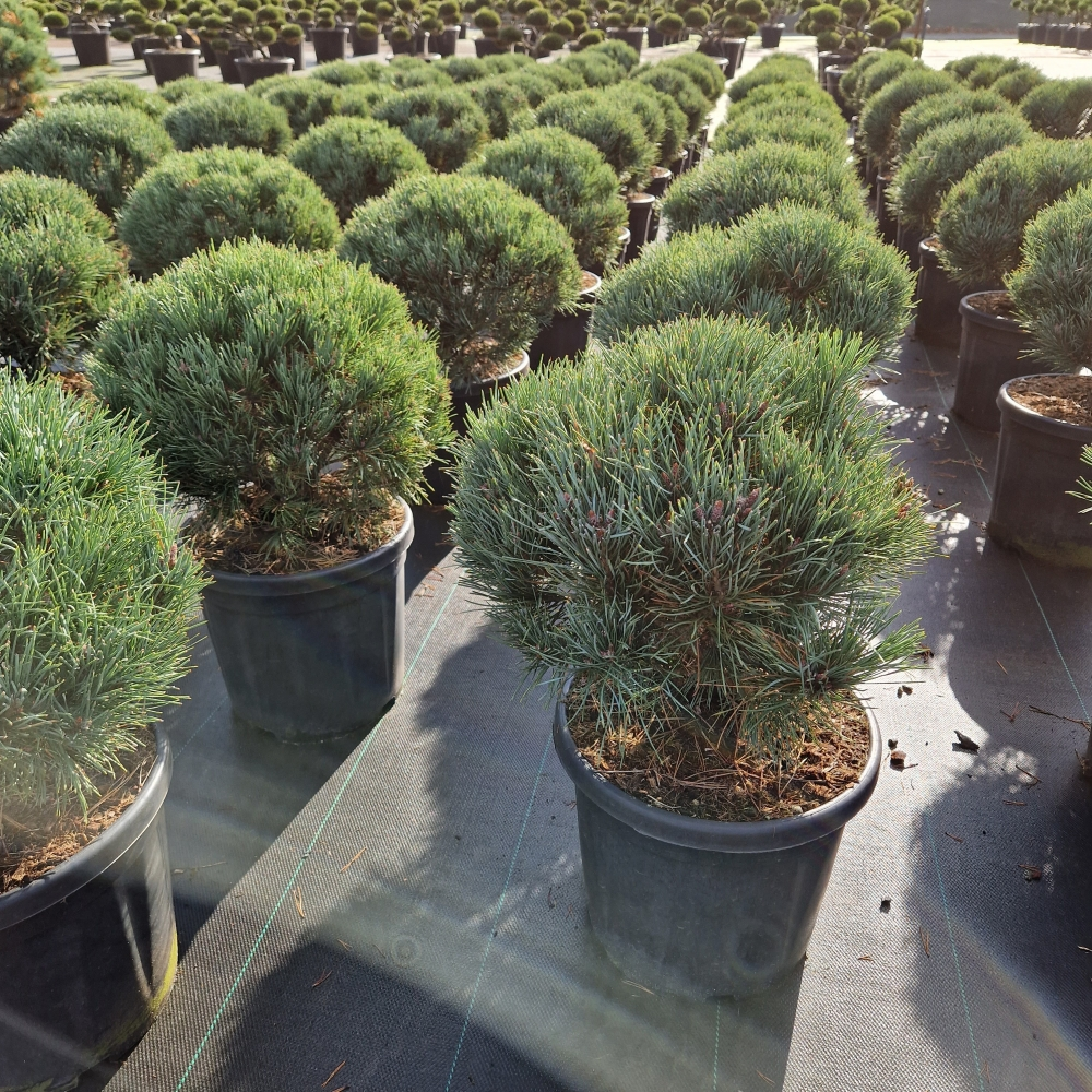 Planta naturala Ball H70cm Pinus sylvestris 'Watereri' PS32/ in pamant