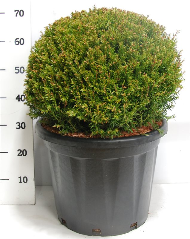 Planta naturala Ball H70cm Taxus baccata PS38/ in pamant