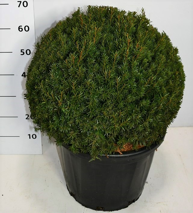 Planta naturala Ball H75cm Taxus overig PS40/ in pamant