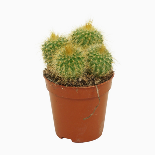 Planta naturala Ball H7cm Eriocactus leninghausii PS5/ in pamant