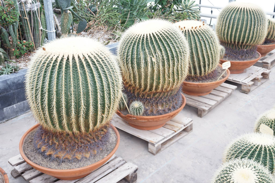 Planta naturala Ball H80cm Echinocactus grusonii PS70/ in pamant