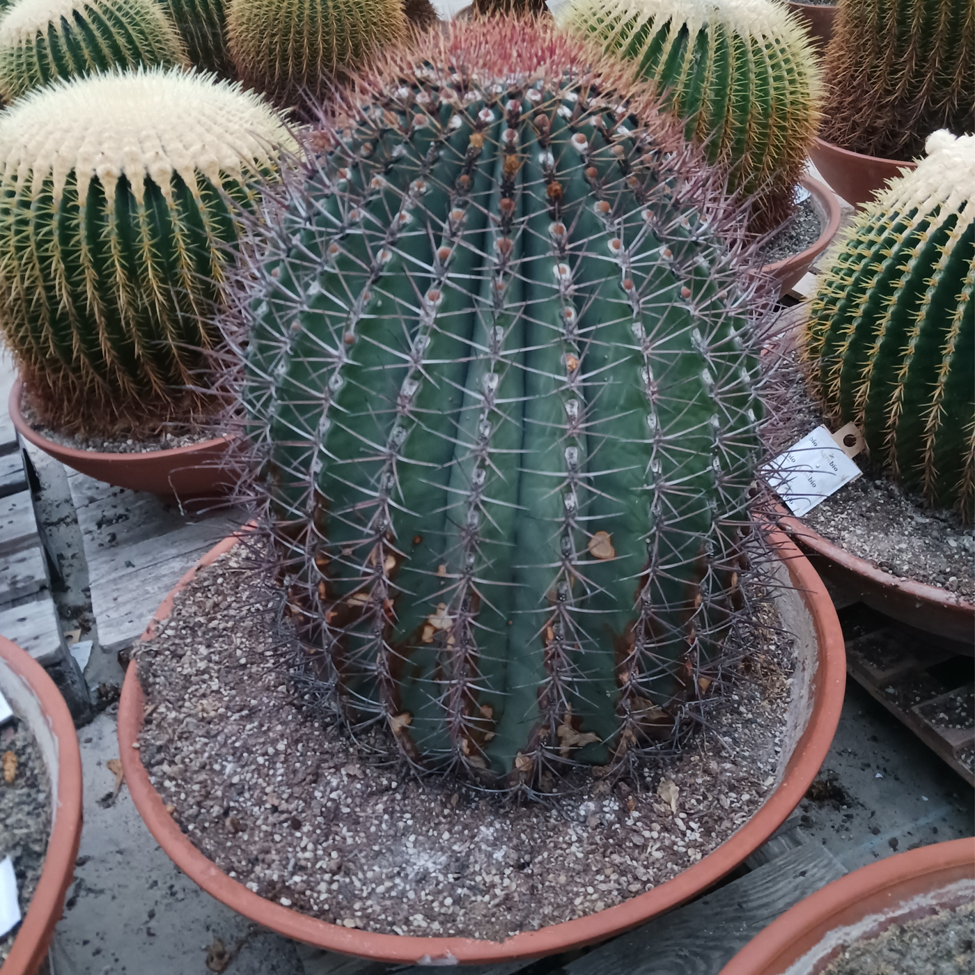 Planta naturala Ball H80cm Ferocactus PS70/ in pamant