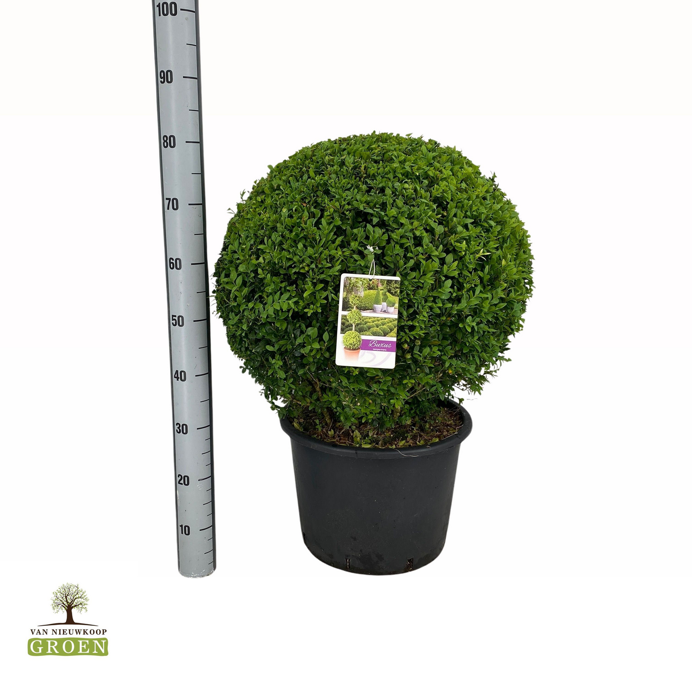 Planta naturala Ball H85cm Buxus sempervirens Bol 60 PS44/ in pamant