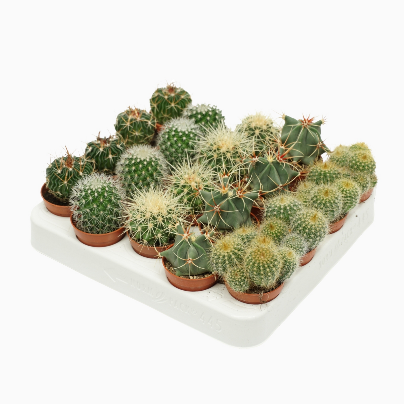 Planta naturala Ball H8cm Cactus mix PS5/ in pamant