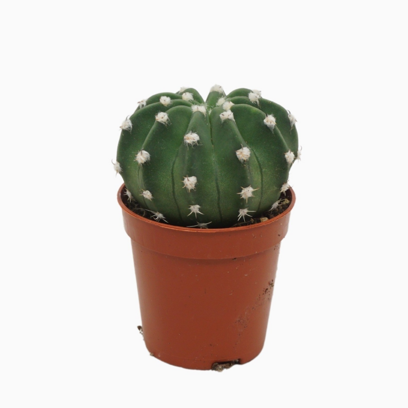 Planta naturala Ball H8cm Echinopsis oxygona PS5/ in pamant