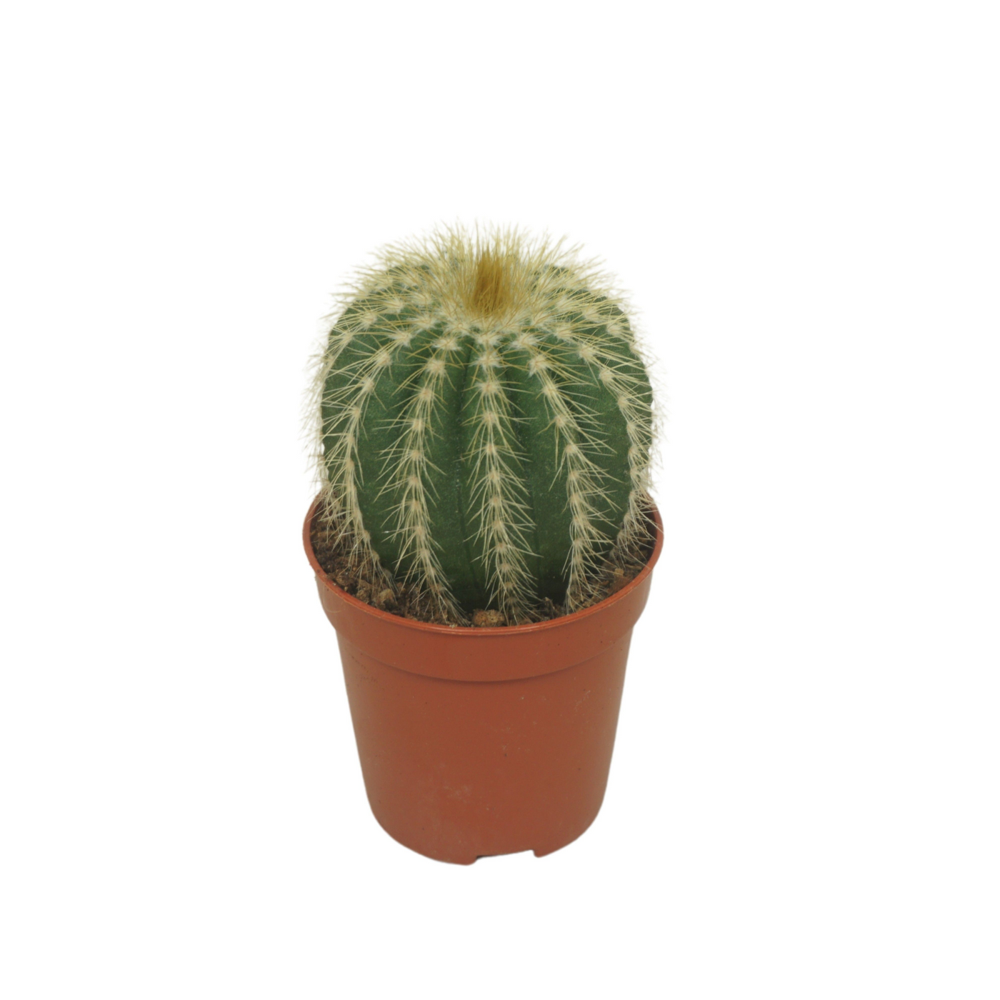 Planta naturala Ball H8cm Eriocactus warasii PS5/ in pamant