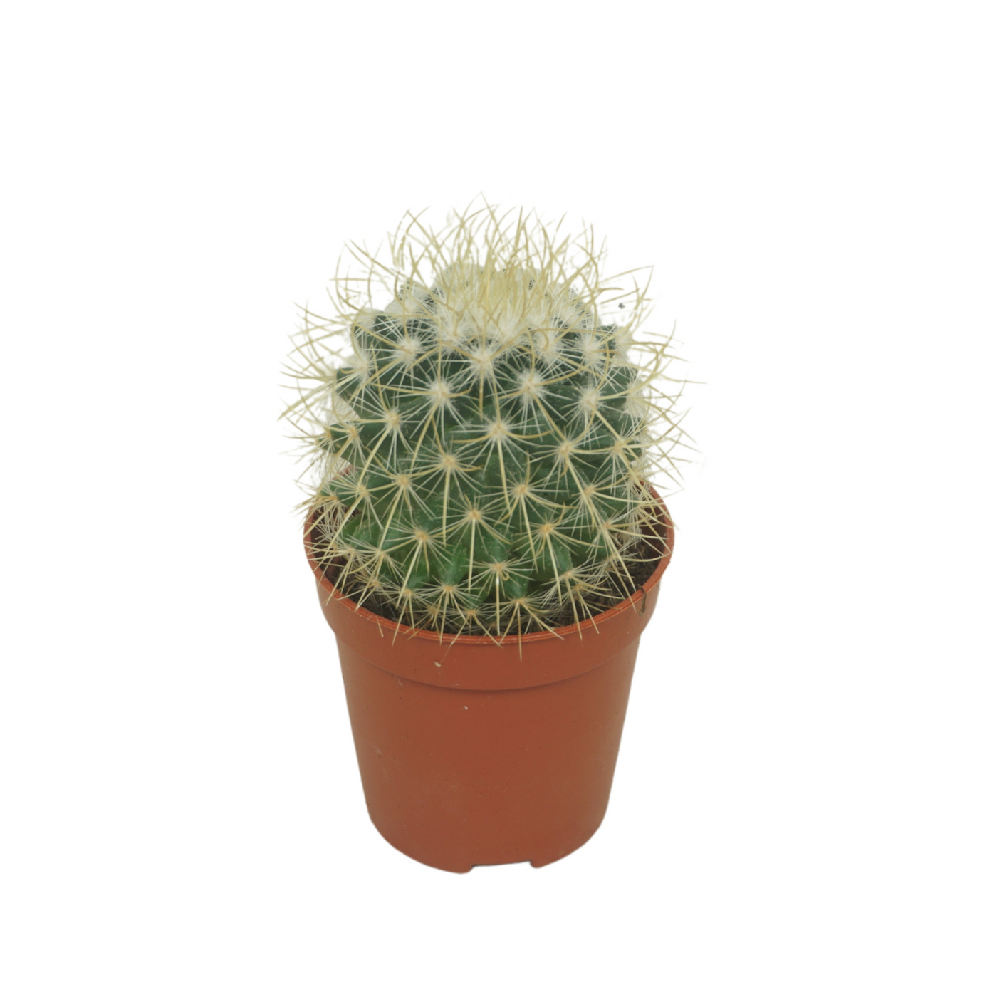 Planta naturala Ball H8cm Mammillaria pringlei PS5/ in pamant