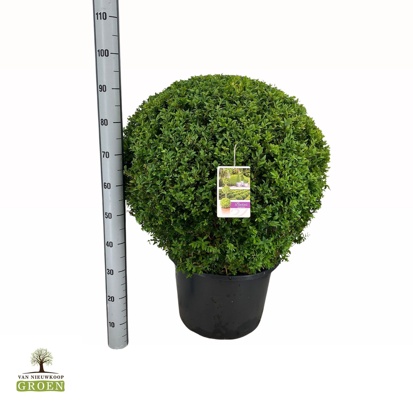 Planta naturala Ball H95cm Buxus sempervirens Bol 70 PS54/ in pamant