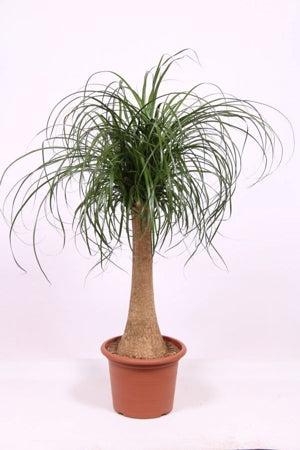 Planta naturala Beaucarnea recurvata H100 cm PS30 cm in pamant