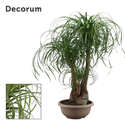 Planta naturala Beaucarnea recurvata H100 cm PS35 cm in pamant