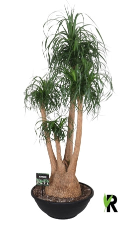 Planta naturala Beaucarnea recurvata H180 cm PS60 cm in pamant