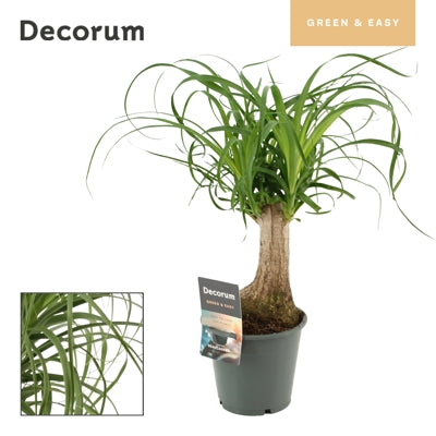 Planta naturala Beaucarnea recurvata H35 cm PS12 cm in pamant