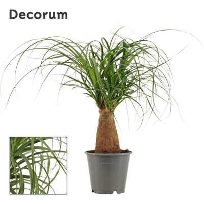 Planta naturala Beaucarnea recurvata H35 cm PS12 cm in pamant
