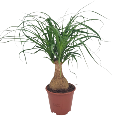 Planta naturala Beaucarnea recurvata H40 cm PS14 cm in pamant