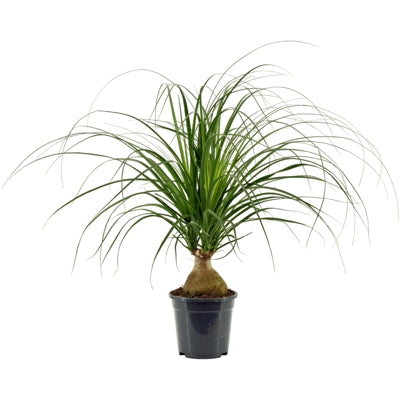 Planta naturala Beaucarnea recurvata H45 cm PS17 cm in pamant