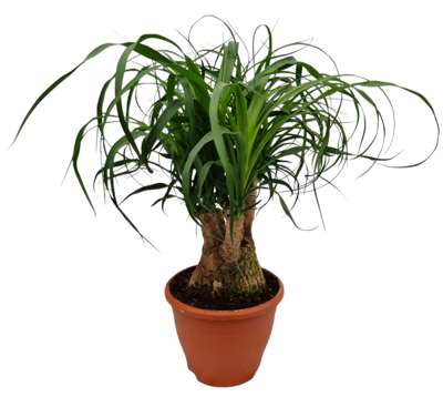 Planta naturala Beaucarnea recurvata H45 cm PS19 cm in pamant