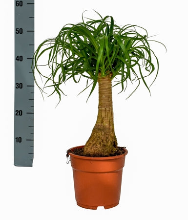 Planta naturala Beaucarnea recurvata H50 cm PS17 cm in pamant