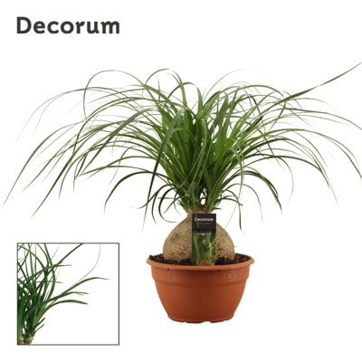 Planta naturala Beaucarnea recurvata H55 cm PS20 cm in pamant