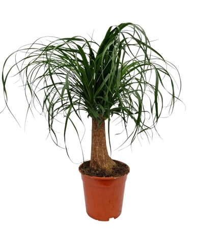 Planta naturala Beaucarnea recurvata H60 cm PS19 cm in pamant