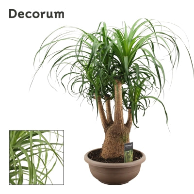 Planta naturala Beaucarnea recurvata H80 cm PS30 cm in pamant