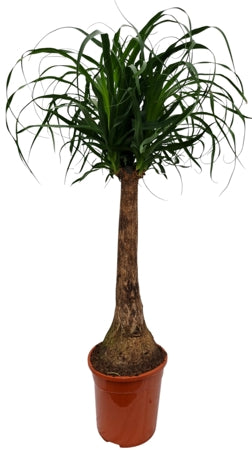 Planta naturala Beaucarnea recurvata H90 cm PS24 cm in pamant
