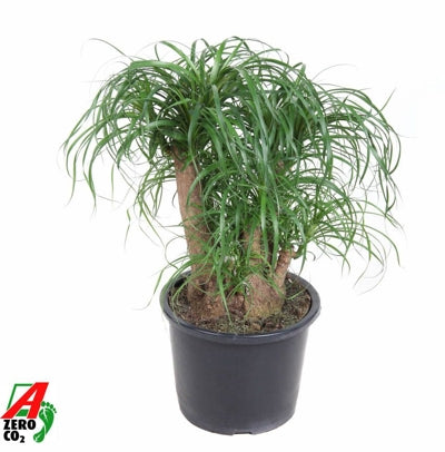 Planta naturala Beaucarnea recurvata H90 cm PS32 cm in pamant