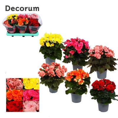 Planta naturala Begonia (Elatior) double flowered mixed H32 cm PS13 cm in pamant
