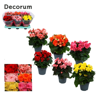 Planta naturala Begonia (Elatior) double flowered mixed H32 cm PS14 cm in pamant