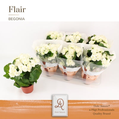 Planta naturala Begonia (Elatior) semi double flowered 'Clara' H31 cm PS14 cm in pamant