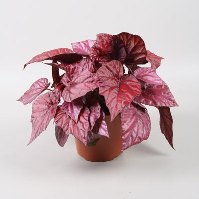 Planta naturala Begonia foliage Beleaf Inca Flame H22 cm PS12 cm in pamant