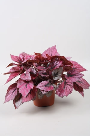 Planta naturala Begonia foliage Beleaf Indian Summer H22 cm PS12 cm in pamant