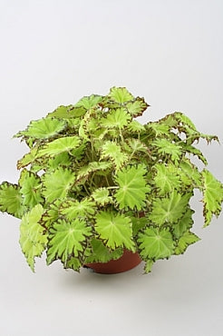 Planta naturala Begonia foliage Beleaf Lima Love H22 cm PS12 cm in pamant
