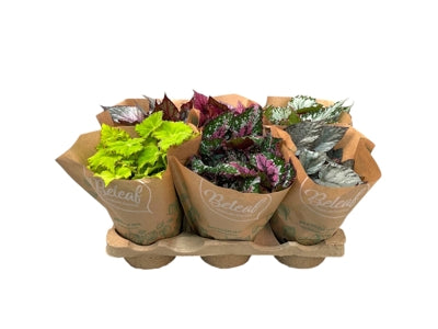 Planta naturala Begonia foliage Beleaf mixed H22 cm PS12 cm in pamant