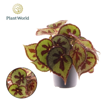 Planta naturala Begonia foliage 'EC BEGO 1902' H30 cm PS14 cm in pamant