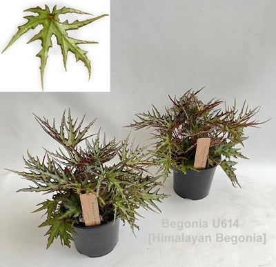 Planta naturala Begonia foliage H25 cm PS14 cm in pamant