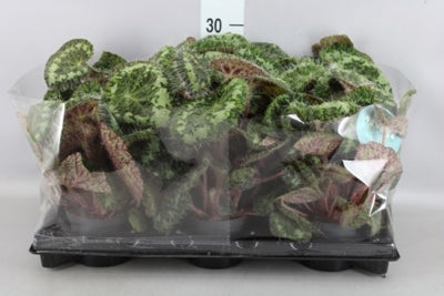 Planta naturala Begonia foliage H28 cm PS12 cm in pamant